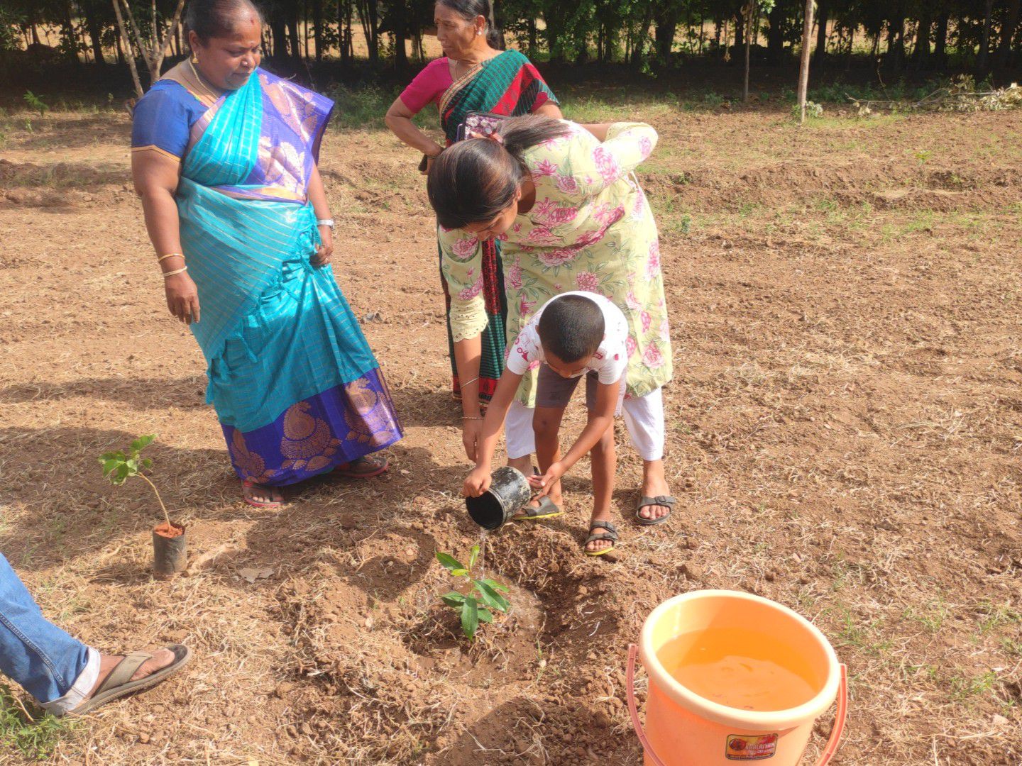 Tree planting